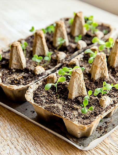 Seedlings sprouting in repurposed egg cartons.