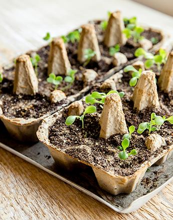 Seedlings sprouting in repurposed egg cartons.