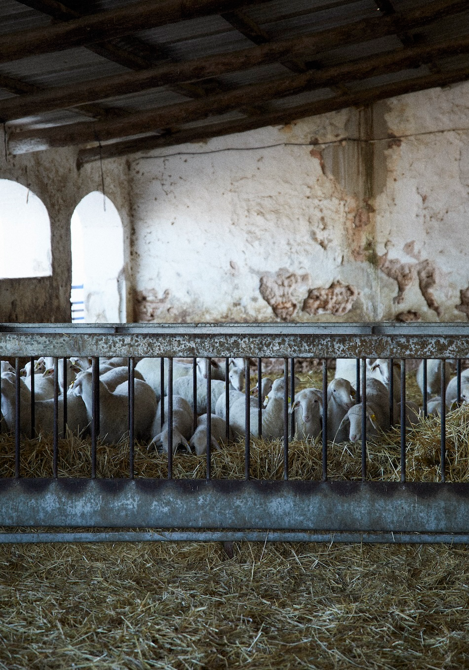 Sheep behind a metal feeder in an old barn with hay on the floor.