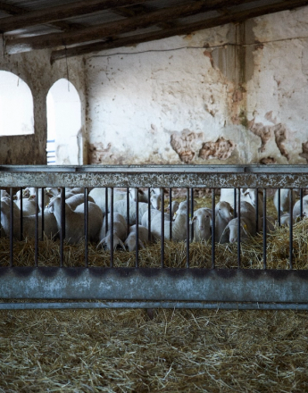 Sheep behind a metal feeder in an old barn with hay on the floor.