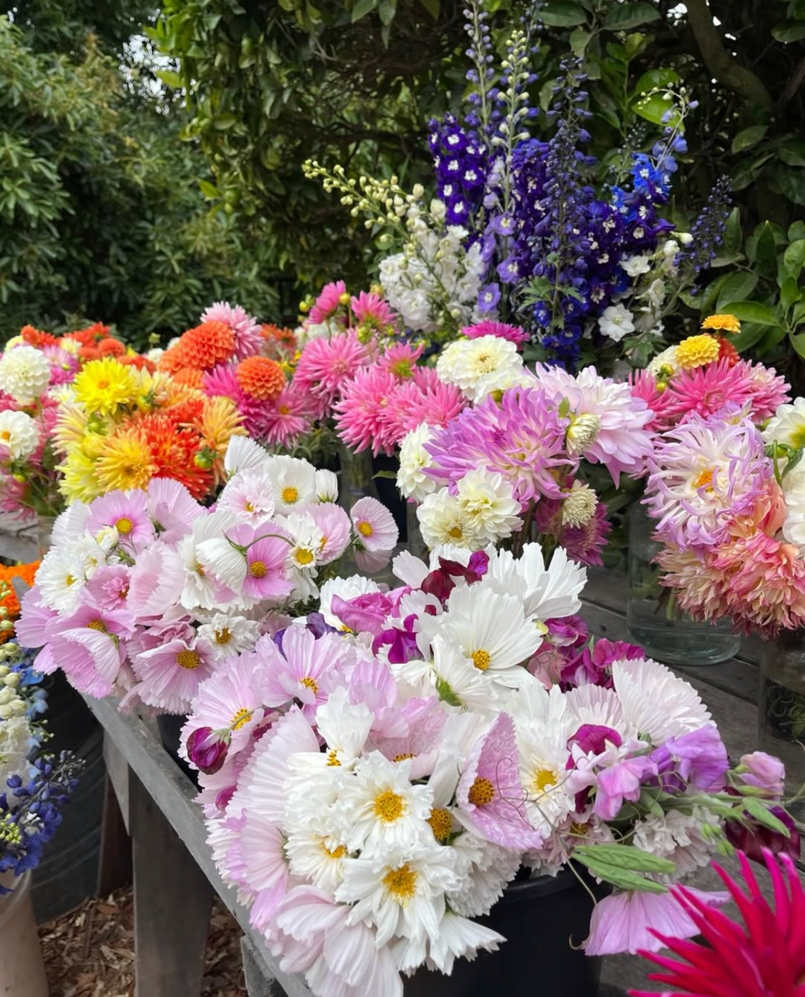 Many colorful bouquets of dahlias, cosmos, and delphiniums on a table.