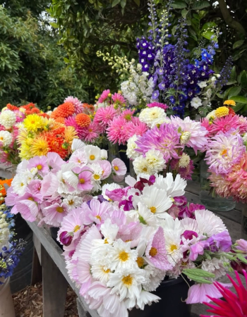 Many colorful bouquets of dahlias, cosmos, and delphiniums on a table.