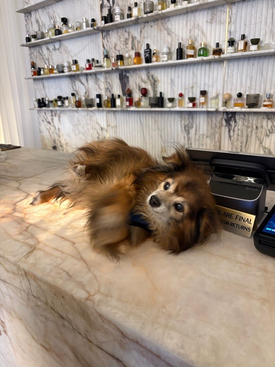 A fluffy brown dog lies on a marble counter in a store, with shelves of perfume bottles behind it.