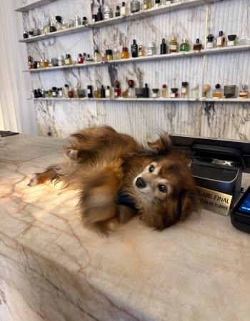A fluffy brown dog lies on a marble counter in a store, with shelves of perfume bottles behind it.