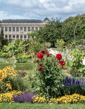 A colorful botanical garden filled with red, yellow, and purple flowers, with a grand building in the background.