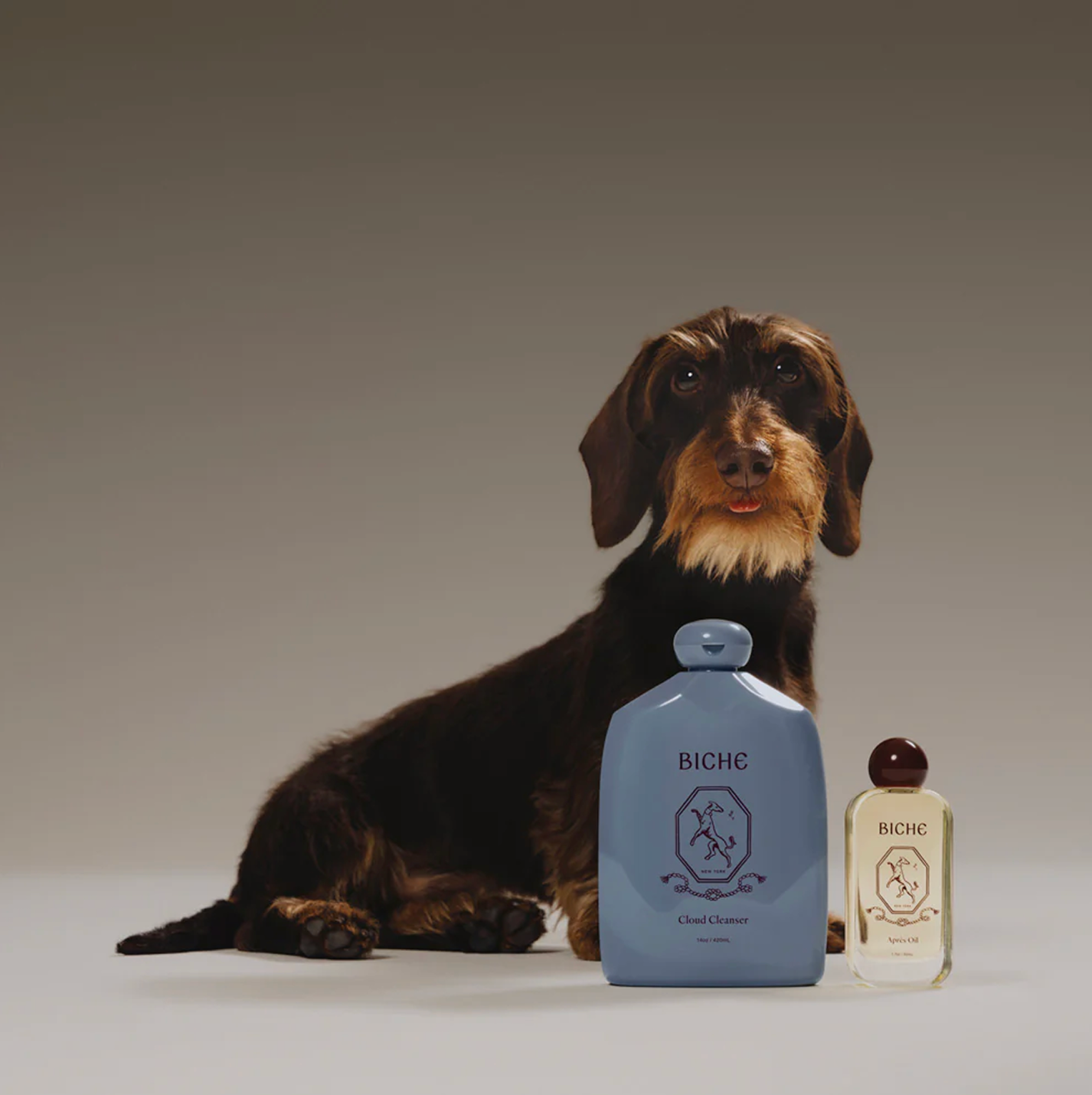 A brown wire-haired dachshund with a tan beard and tiny pink tongue sits behind a large blue bottle of BICHE Cloud Cleanser and a smaller clear bottle of BICHE Shine Oil.