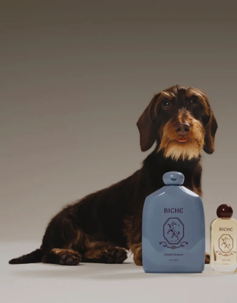 A brown wire-haired dachshund with a tan beard and tiny pink tongue sits behind a large blue bottle of BICHE Cloud Cleanser and a smaller clear bottle of BICHE Shine Oil.