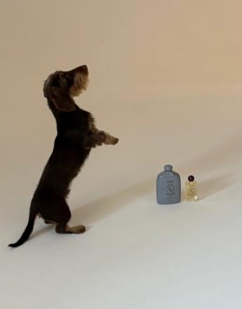 A wire-haired dachshund stands on its hind legs looking up, next to two perfume bottles.