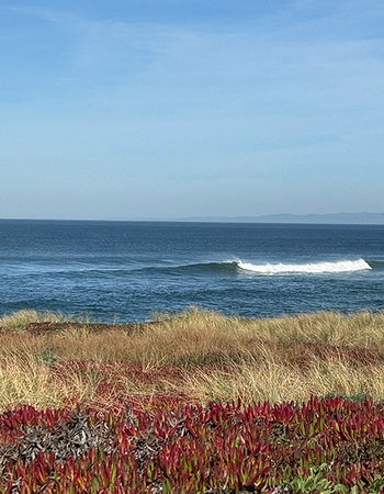 Waves breaking on a blue ocean beyond sandy dunes with red and green coastal plants.