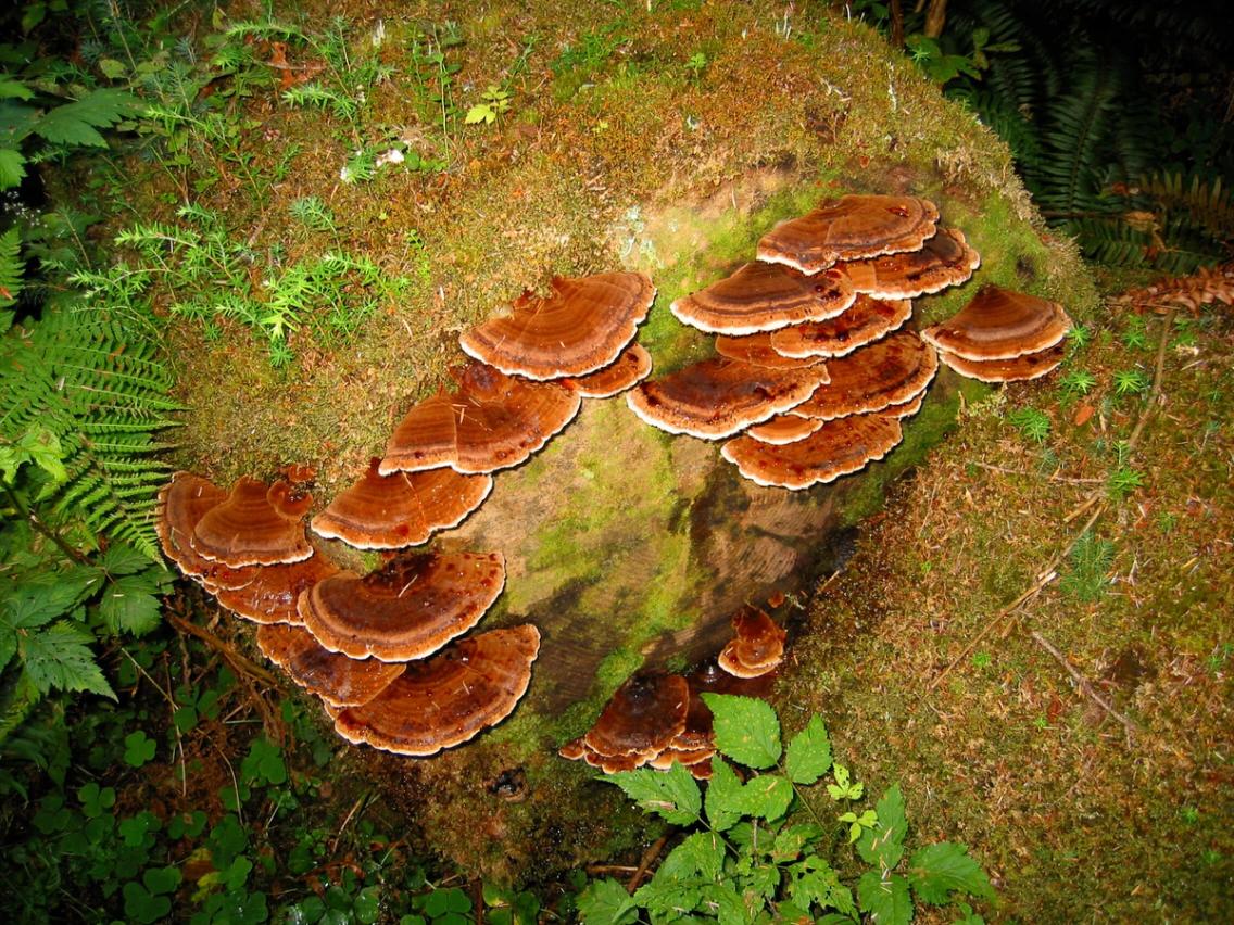Brown bracket fungi on a mossy log.