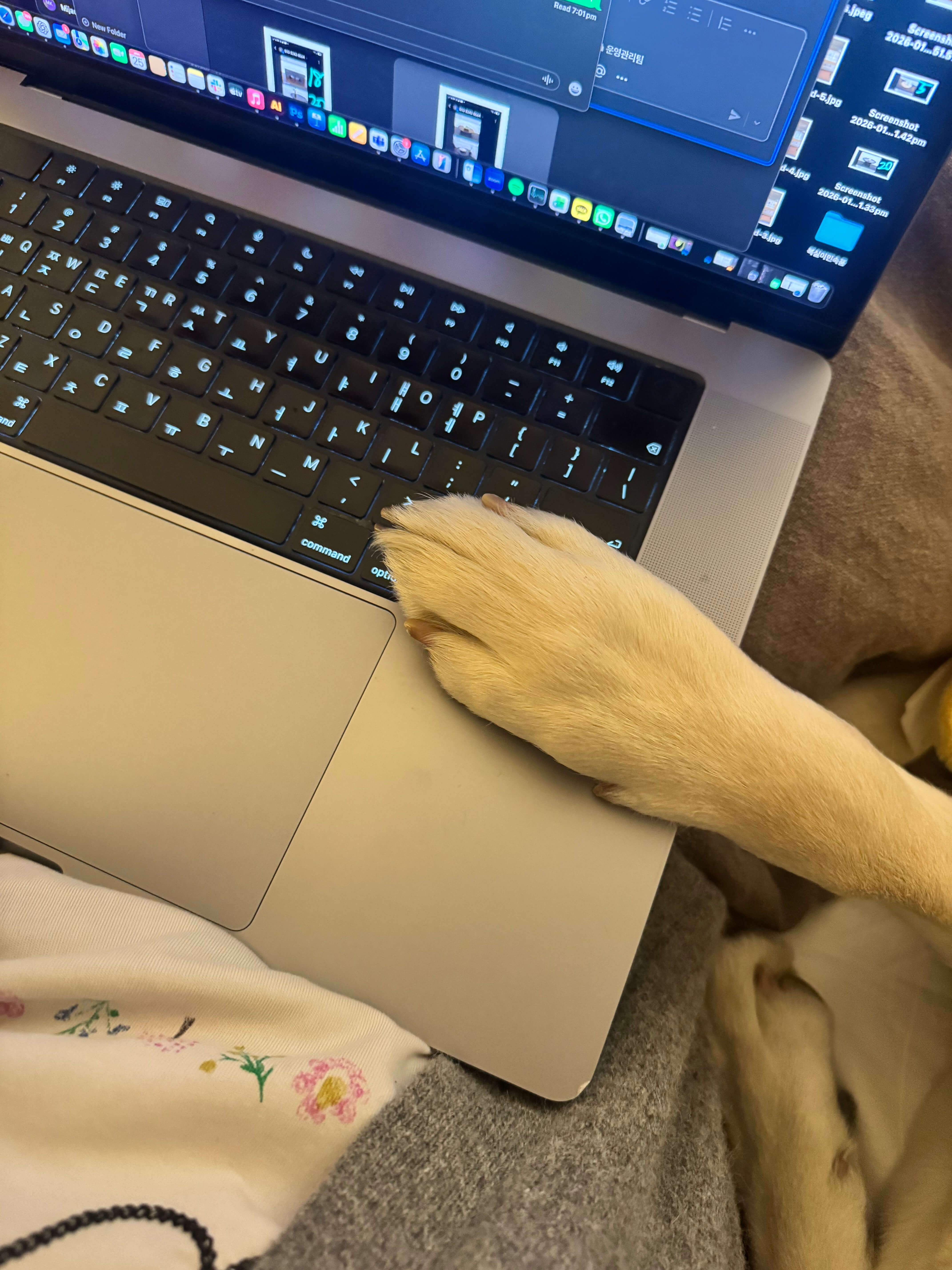 A dog's paw rests on the trackpad area of an open laptop with a bright screen.