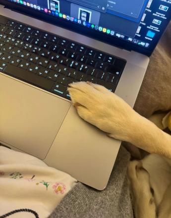 A dog's paw rests on the trackpad area of an open laptop with a bright screen.