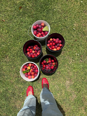 Five buckets filled with red and purple plums sit on green grass, with a person's feet in red polka-dot shoes at the bottom of the frame.
