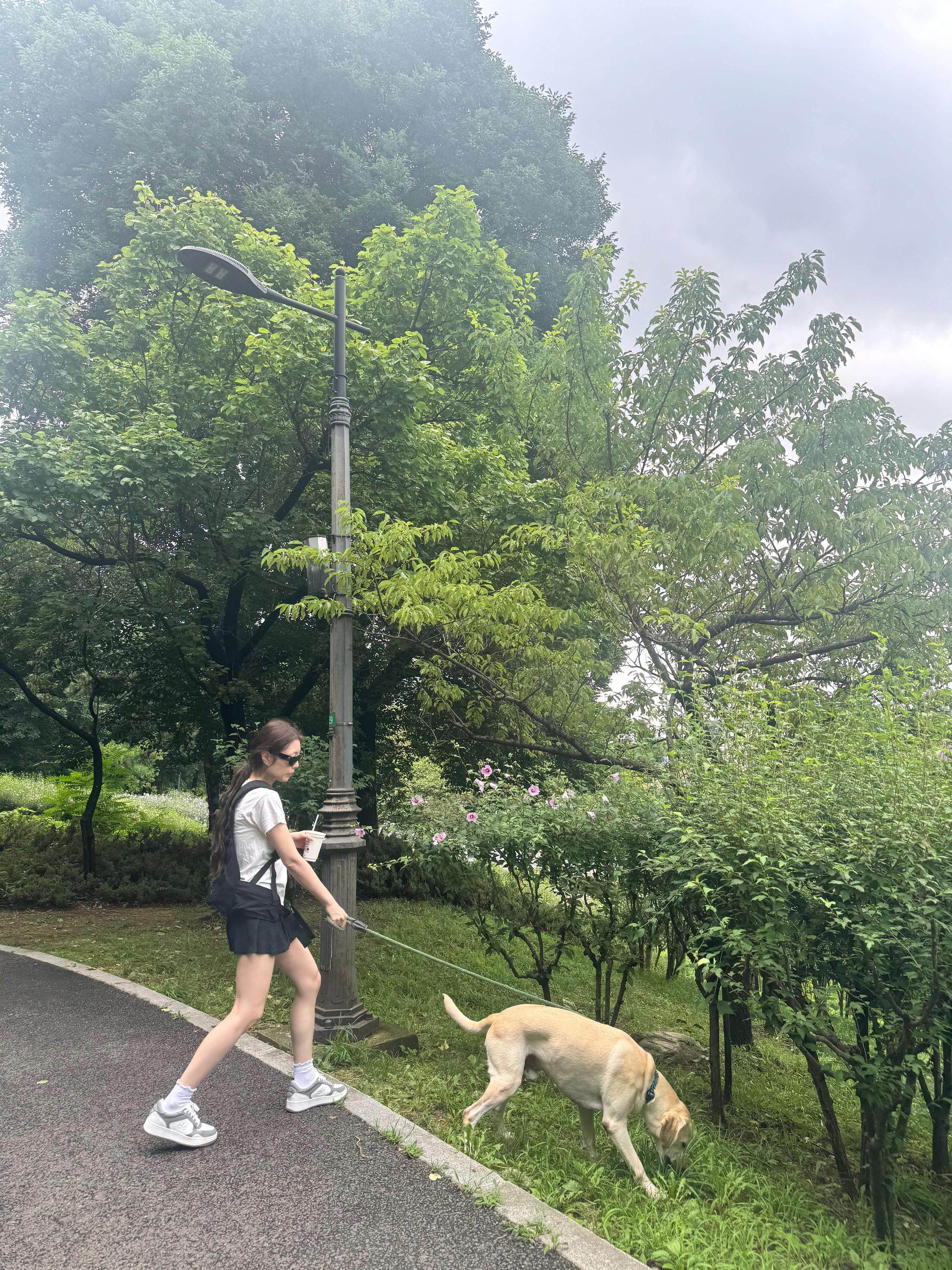 A young woman walks a tan Labrador on a leash, with the dog sniffing grass by a park path.