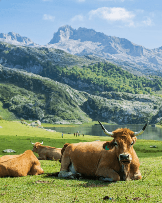 Brown cows rest in a green meadow with a lake and mountains in the background.