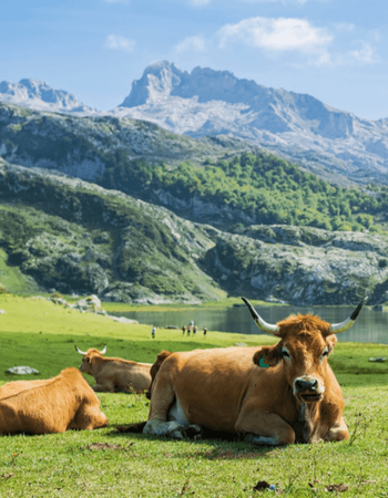 Brown cows rest in a green meadow with a lake and mountains in the background.