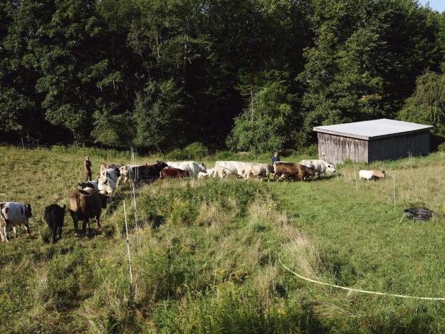 Tastemaker Sky High Farm Semaine