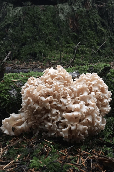A creamy white cauliflower mushroom grows on a mossy log in a forest.