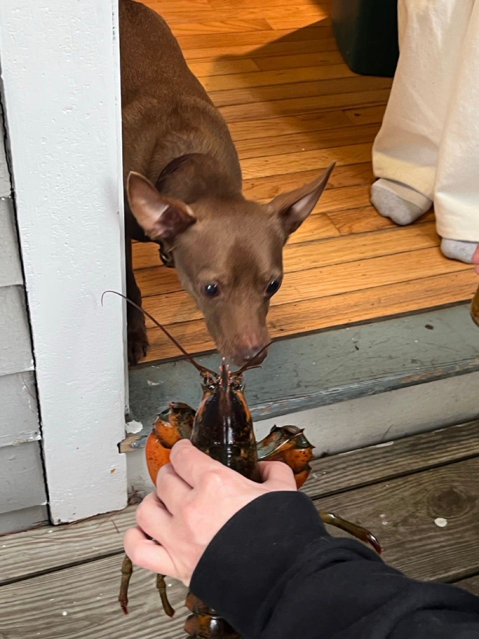 A brown dog peers curiously at a live lobster held by a person.