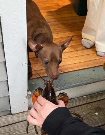 A brown dog peers curiously at a live lobster held by a person.