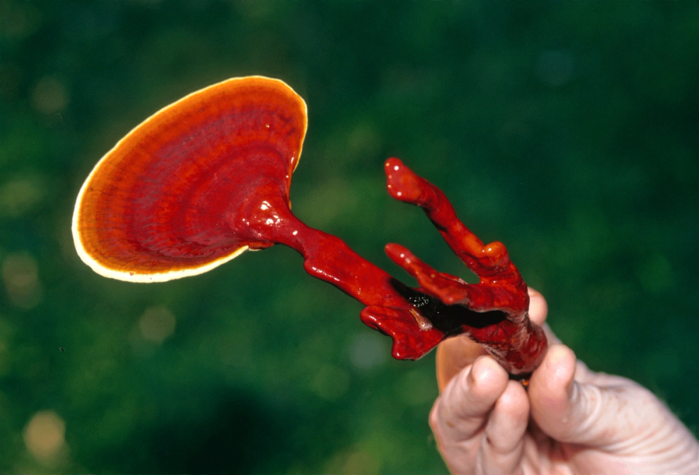 A hand holds a glossy, dark red mushroom with a fan-shaped cap and a branched stem, against a blurred green background.