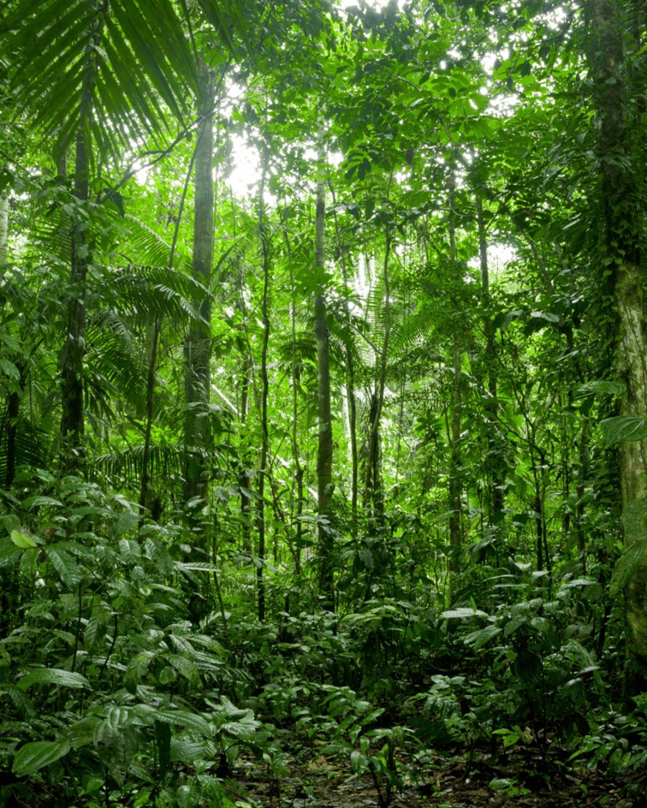 The Amazon Rainforest, Brazil, South America chosen by Tastemaker Paris Hilton, for Semaine. 