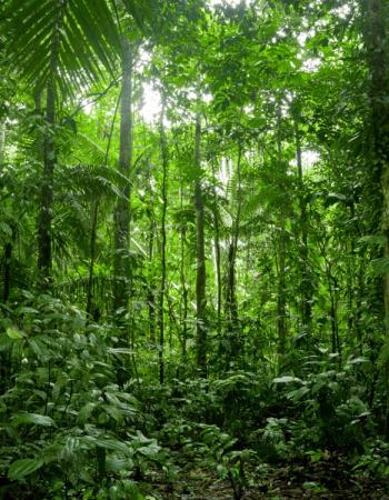 The Amazon Rainforest, Brazil, South America chosen by Tastemaker Paris Hilton, for Semaine.