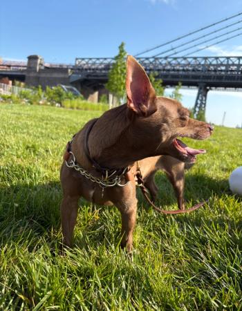 Brown dog with prominent ears panting in green grass, with a large bridge in the background.