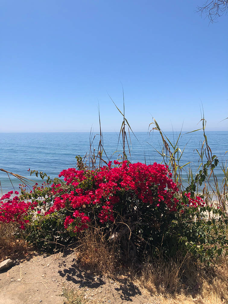 Vibrant red bougainvillea bush in front of a blue ocean and clear sky.