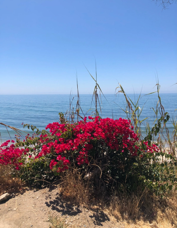 Vibrant red bougainvillea bush in front of a blue ocean and clear sky.