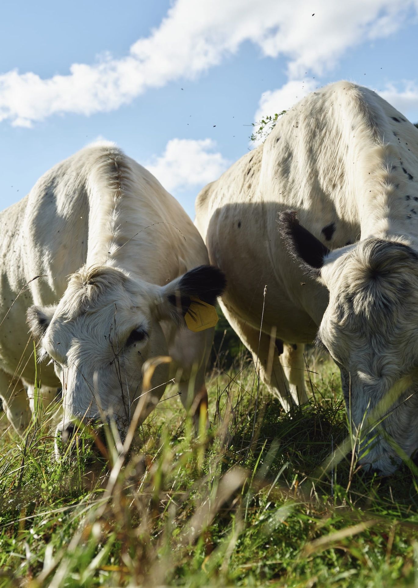 Semaine Tastemaker Sky High Farm shot by Devin Doyle