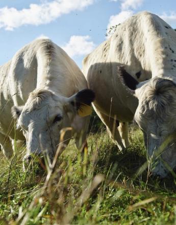 Semaine Tastemaker Sky High Farm shot by Devin Doyle