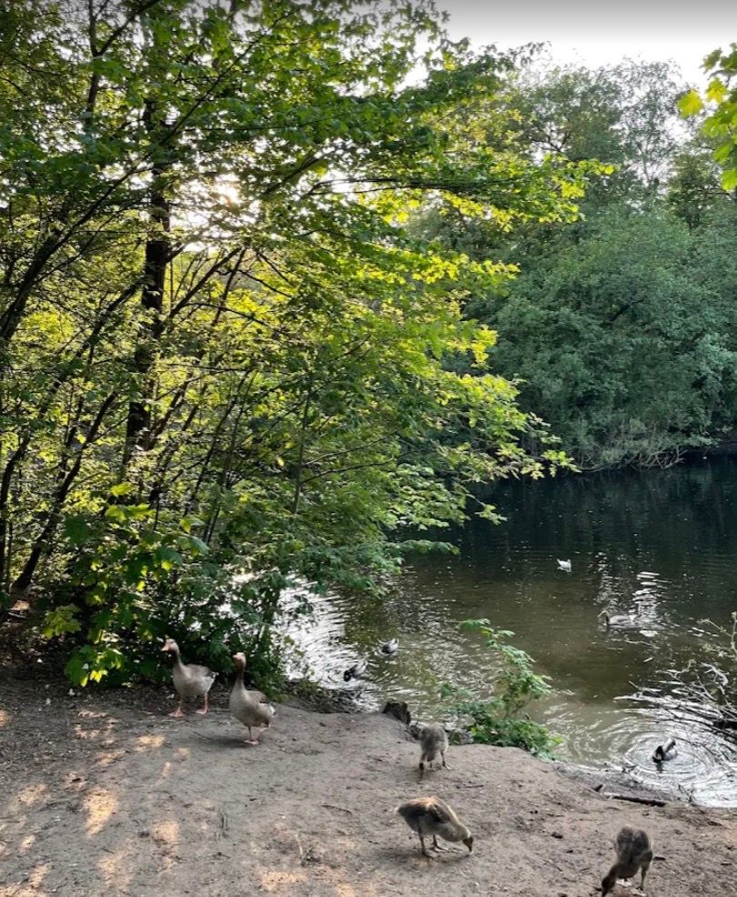 Geese and goslings on a dirt bank beside a pond, surrounded by sunlit trees.