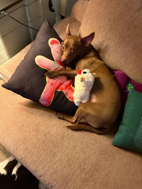A brown dog with wide eyes lies on a couch, hugging a red and yellow toy and a small white toy.