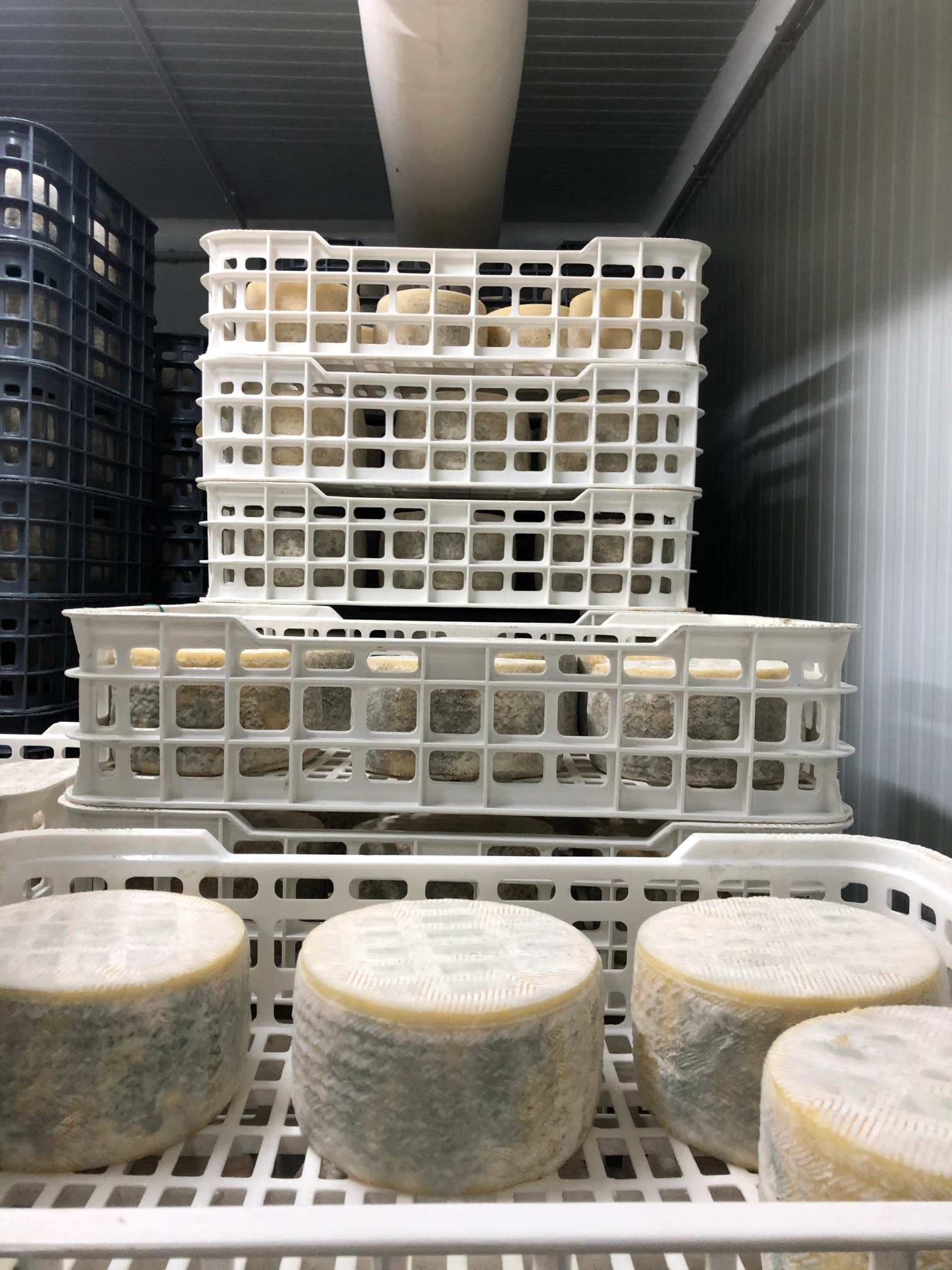 Wheels of blue-mold cheese aging in stacked white crates.