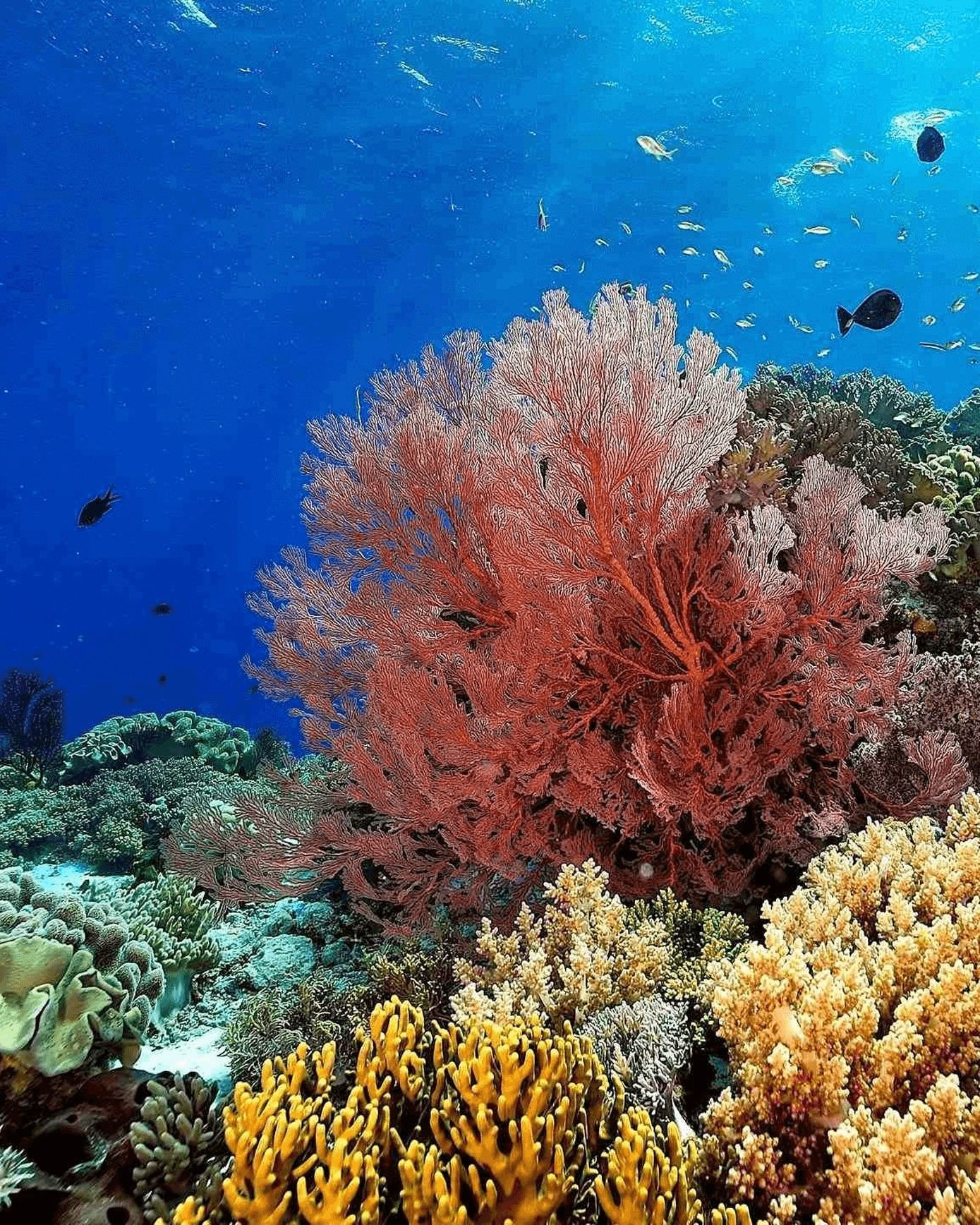 The Great Barrier Reef, chosen by Tastemaker Paris Hilton, for Semaine. 