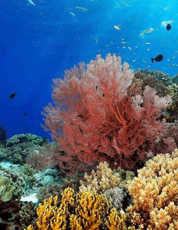 The Great Barrier Reef, chosen by Tastemaker Paris Hilton, for Semaine.