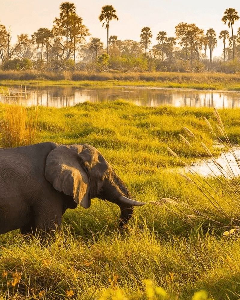 Maun, Botswana chosen by Tastemaker Kengo Kuma, for Semaine. 