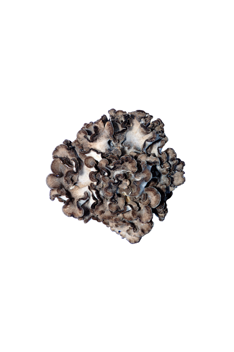 Maitake mushroom cluster on a white background.