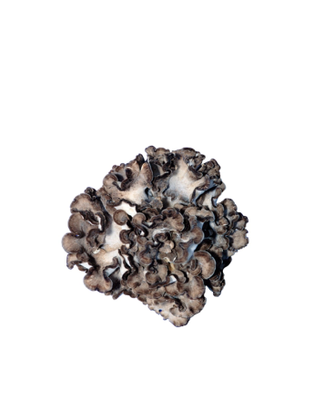 Maitake mushroom cluster on a white background.