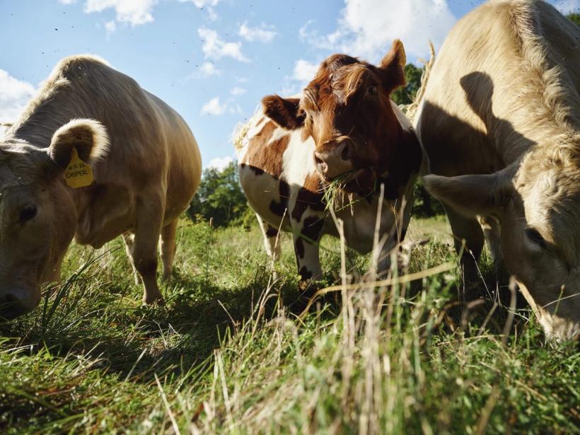 Tastemaker Sky High Farm Semaine