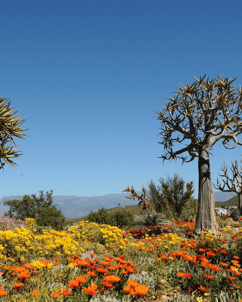 Karoo Desert, Western Cape, South Africa, Chosen by Tastemaker John Pawson