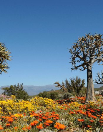 Karoo Desert, Western Cape, South Africa, Chosen by Tastemaker John Pawson