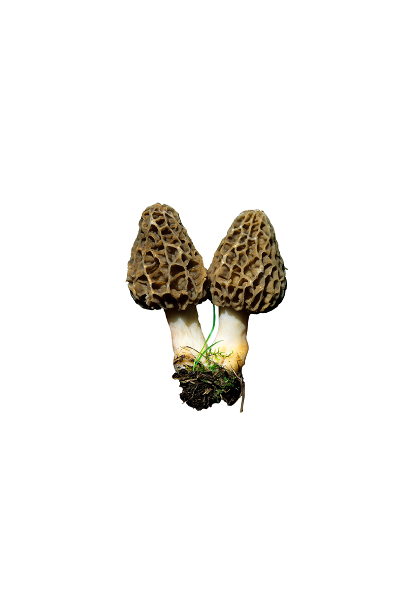 Two morel mushrooms with textured brown caps and white stems, still rooted with some dirt and grass, on a white background.