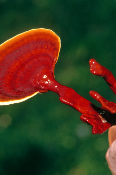 A glossy red Reishi mushroom with a fan-shaped cap and branching stem, held against a blurred green background.