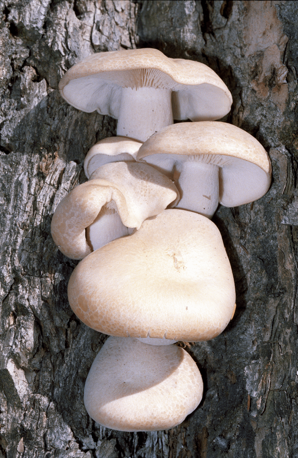 Cluster of pale mushrooms growing on dark tree bark.