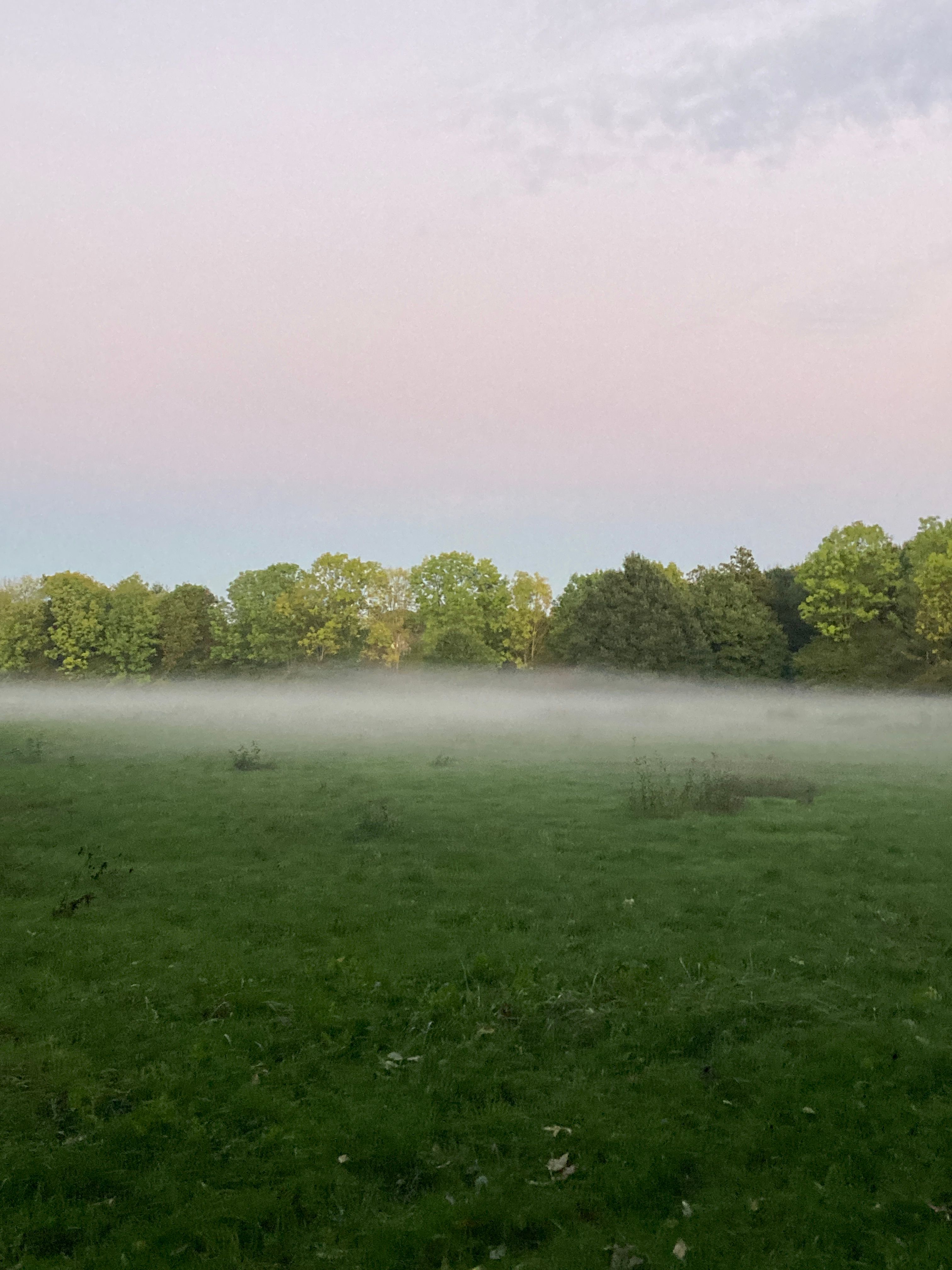 A green field covered in a layer of mist, with trees in the background under a pale sky.