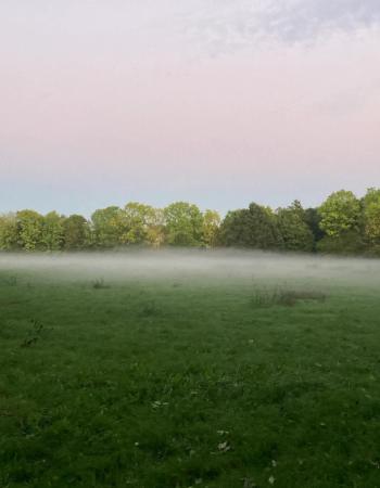 A green field covered in a layer of mist, with trees in the background under a pale sky.