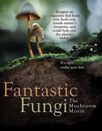 Fantastic Fungi directed by Louie Schwartzberg, chosen by Tastemaker Paul Stamets, for Semaine.