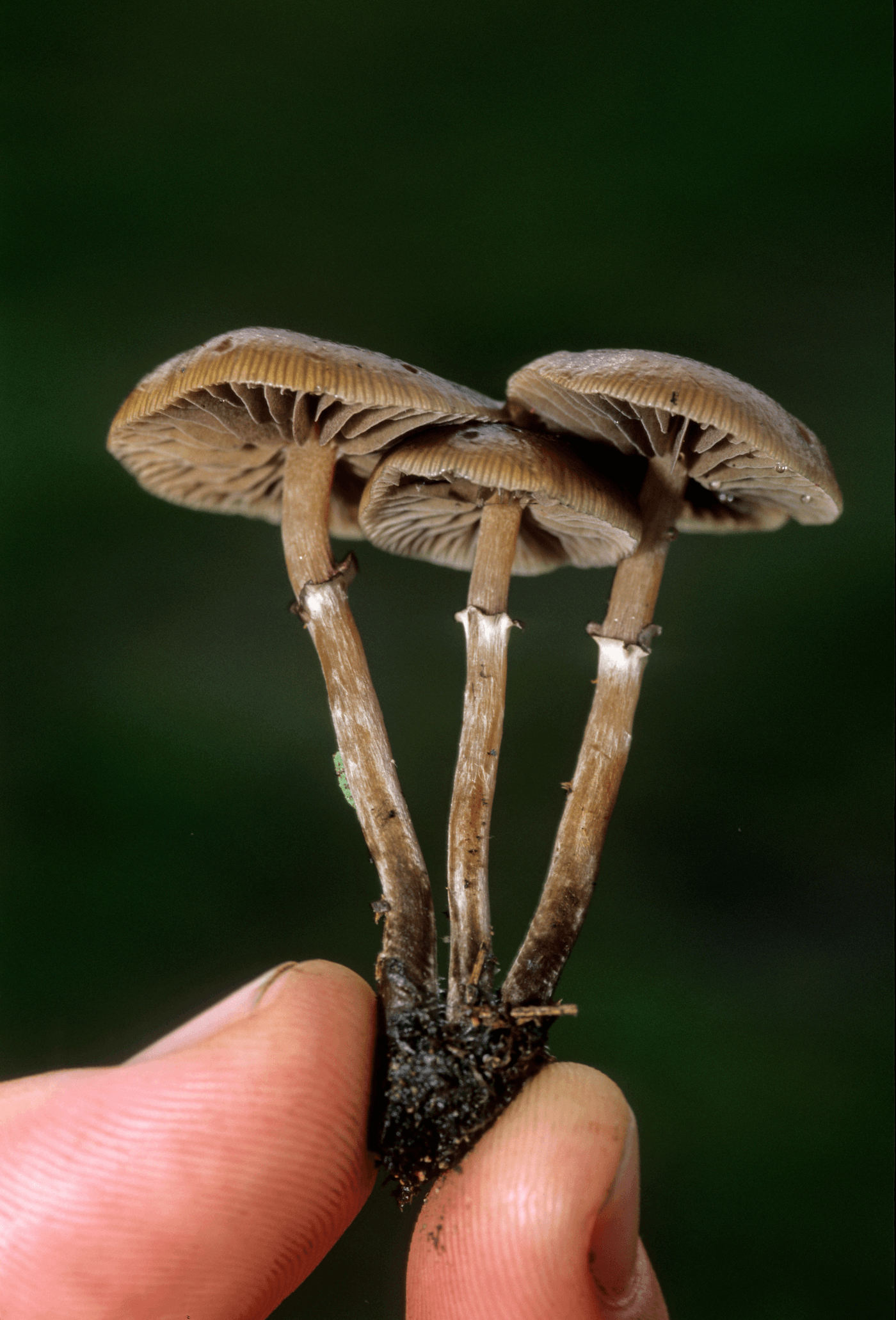 Paul's Mother Mycelium Handbook